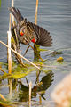 Redwing blackbird f.jpg