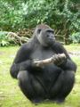 Western lowland gorilla.jpg