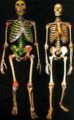Human Skeleton.jpg